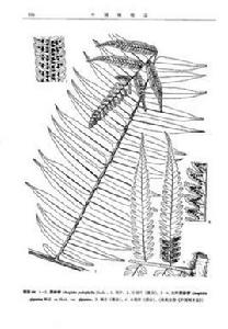黑桫欏屬 黑桫欏屬