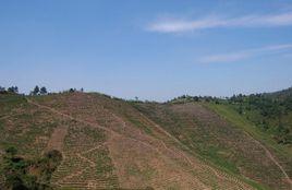 龍山墓葬群 龍山墓葬群