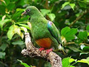 橙額果鳩 橙額果鳩