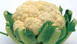 雲夢百合花菜 雲夢百合花菜