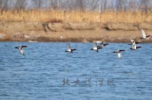 天津北大港濕地