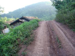 小勐帕自然村 小勐帕自然村