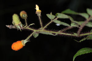 長梗棕紅懸鉤子 長梗棕紅懸鉤子