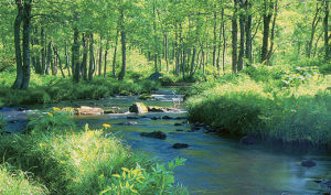 森林景觀恢復 森林景觀恢復