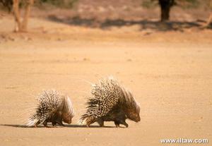 開普敦豪豬母子
