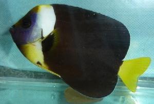 梅氏荷包魚 梅氏荷包魚