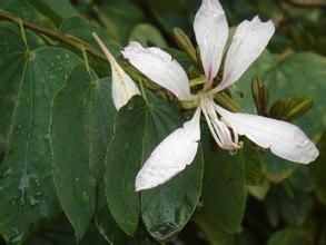 多花羊蹄甲 多花羊蹄甲