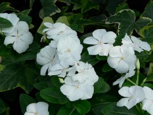 夾竹桃 科長春花屬