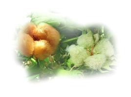 天然彩色棉 天然彩色棉