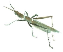 夢蝗 夢蝗