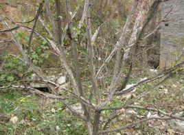 鬼見愁[無患子的俗稱]