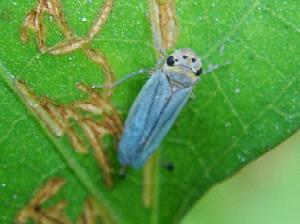 水稻長綠飛虱 水稻長綠飛虱