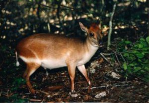 長頭麂羚 長頭麂羚