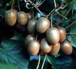 鄂獼猴桃3號 鄂獼猴桃3號