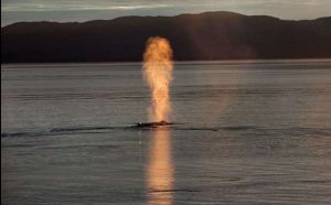 鯨魚呼吸孔噴出巨大火球 宛如地獄怪獸