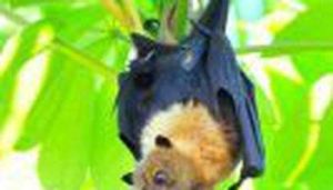 爪哇無尾果蝠 爪哇無尾果蝠