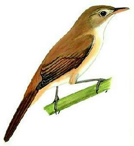 厚嘴蘆鶯 厚嘴蘆鶯