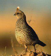 羅氏山鷓鴣 羅氏山鷓鴣