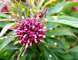 白朮[菊科蒼朮屬植物]