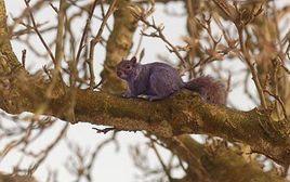 紫色松鼠 紫色松鼠