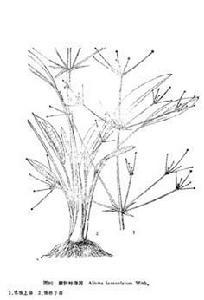 披針葉澤瀉 披針葉澤瀉