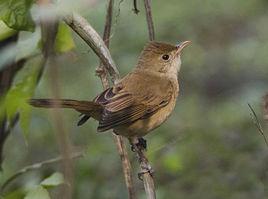 厚嘴葦鶯 厚嘴葦鶯