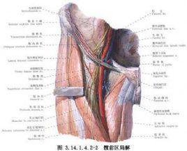 膝關節屈曲攣縮畸形的手術治療 膝關節屈曲攣縮畸形的手術治療