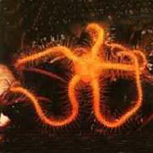 蛇尾[一類棘皮動物]