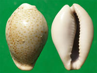 長畫眉鳥寶螺 長畫眉鳥寶螺