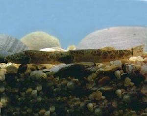 美斑條鰍 美斑條鰍