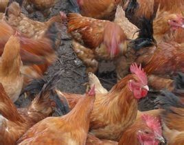 仙居三黃雞 仙居三黃雞