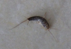 鱗果蟲實 鱗果蟲實