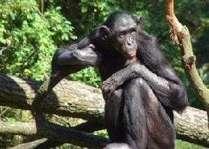 （圖）倭黑猩猩