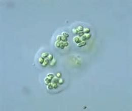 內生隱球藻