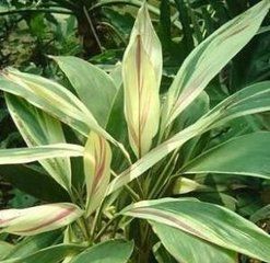 寬葉黃葉細濕蘚 寬葉黃葉細濕蘚