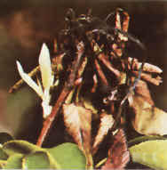 梨火疫病症狀圖