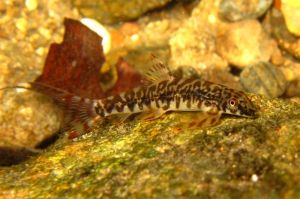 平鰭鰍亞科 平鰭鰍亞科