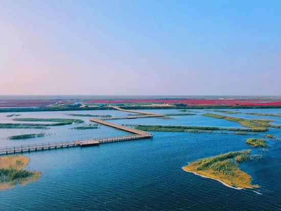 中國有片世界獨一無二的紅色海洋,秋天,你看上一眼,便會心動!