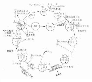核蛋白體循環