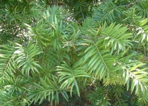 黃枝油杉 黃枝油杉