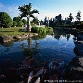 淡水觀賞魚[海洋魚類生物]