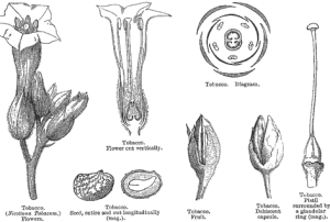 蕨類古裸子植物