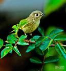 黃眉林雀 黃眉林雀