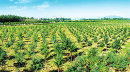 七里渠南村 七里渠南村