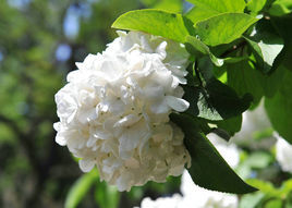 繡球莢蒾 繡球莢蒾