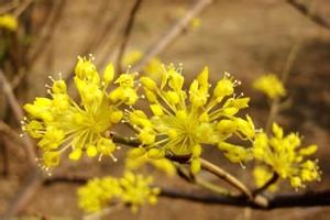 黃花圓葉報春 黃花圓葉報春