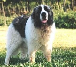 庇里牛斯獒 庇里牛斯獒