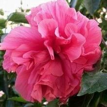 粉色重瓣酸櫻 粉色重瓣酸櫻