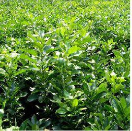 梨樹苗木 梨樹苗木