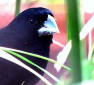 巨嘴籽雀 巨嘴籽雀